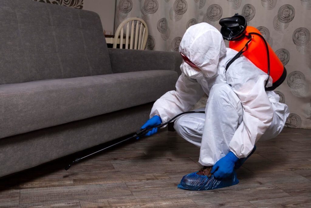 Dedetização Feita, E Agora?