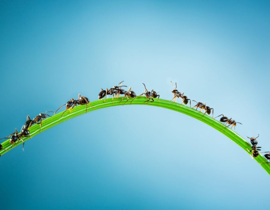 Team of ants running around the curved green blade of grass on a blue background